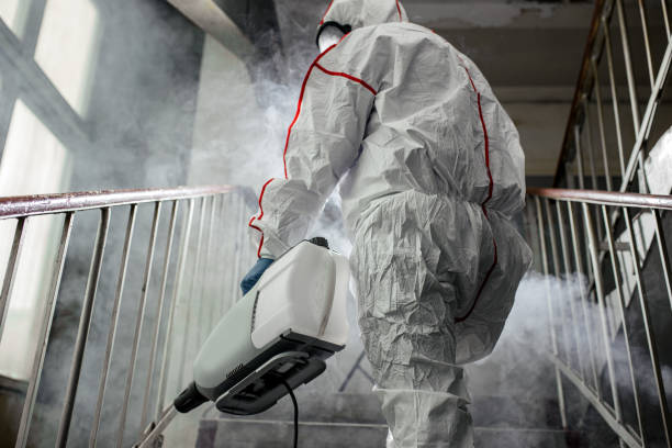 Best Basement Mold Removal  in Connellsville, PA